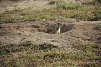 CQC Field Day Aloha Site by Roger J. Wendell - 06-25-2016