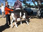 WG0AT with his goats Peanut and Rooster at CQC - 03-14-2009