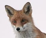 QRP Fox Hunt Small Logo